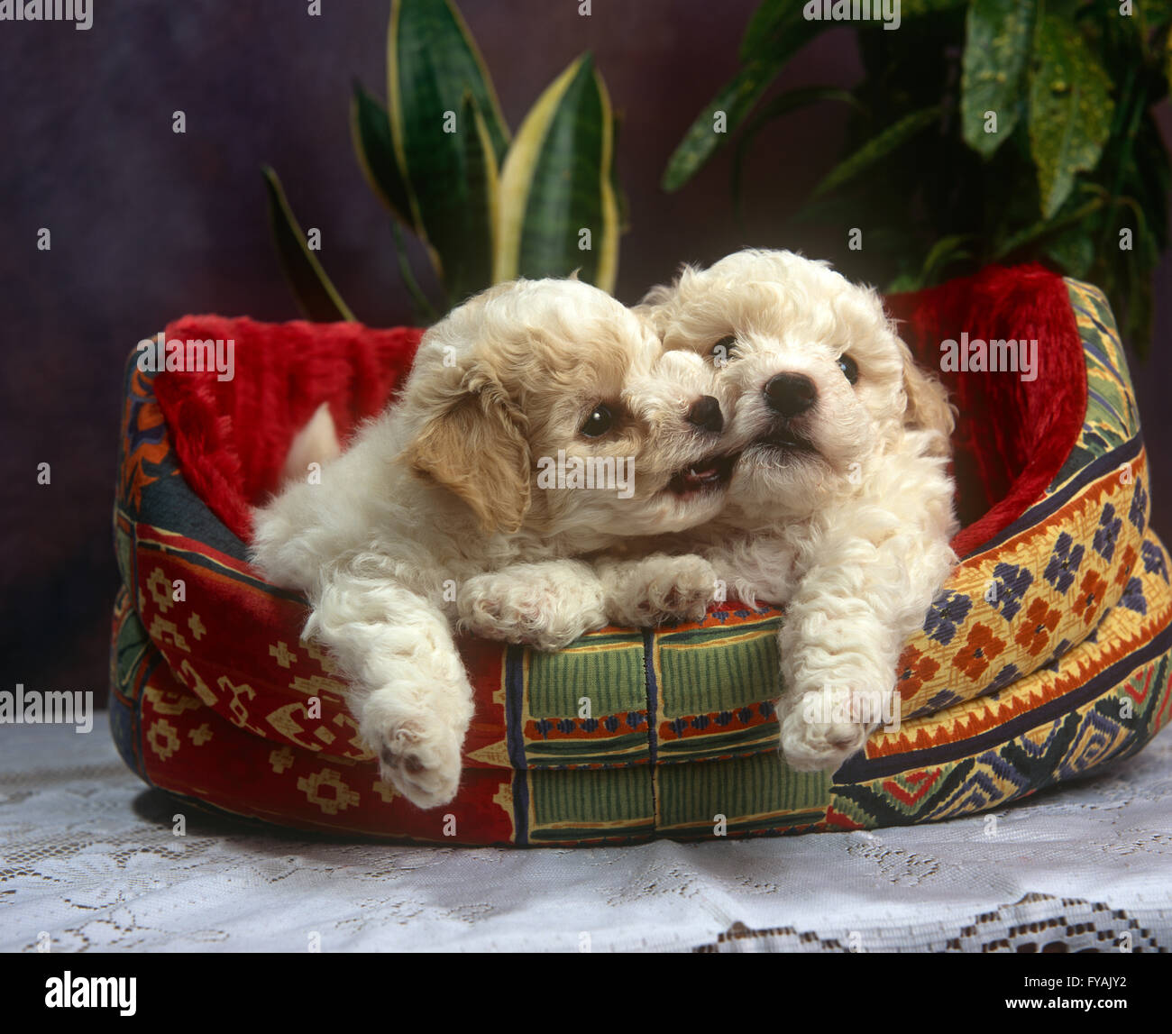 Zwei verspielten Welpen beißen einander in ein Hundebett, innen zu sitzen. Stockfoto