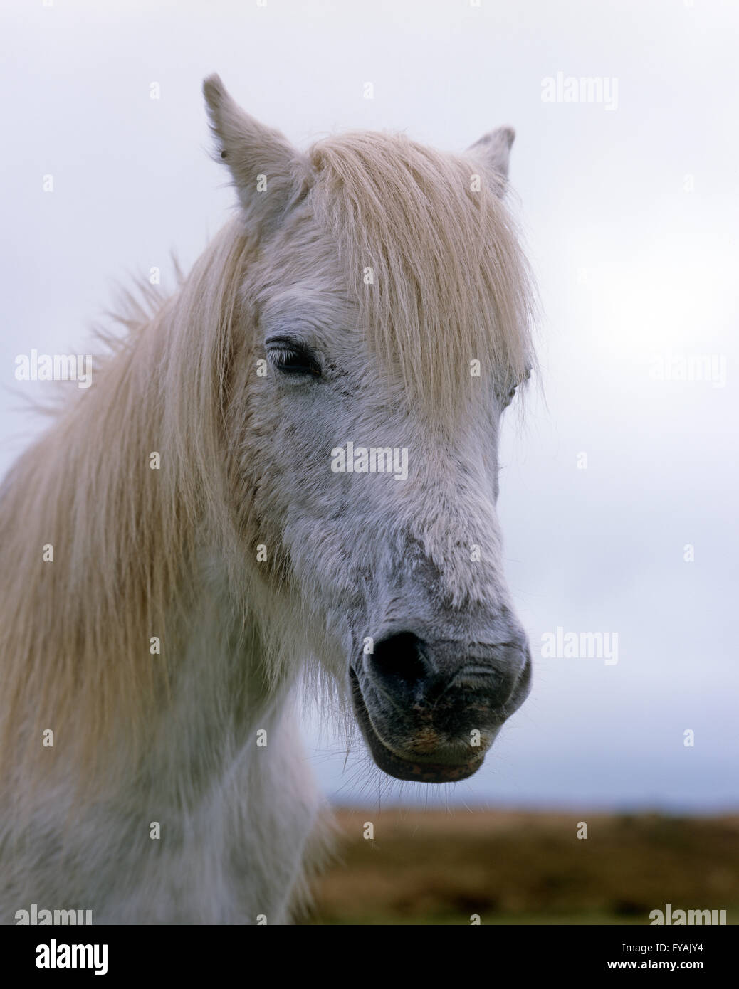 Nahaufnahme von einem weißen Pferd mit langen Haaren, außerhalb. Stockfoto
