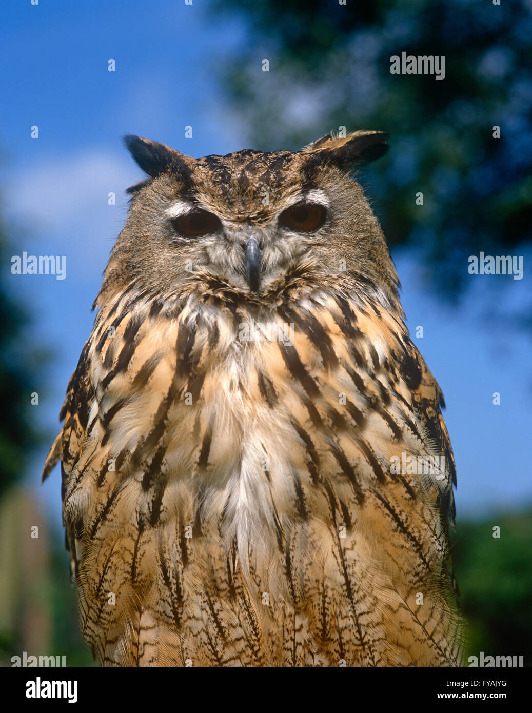 Eule in die Kamera starrt, außerhalb. Stockfoto