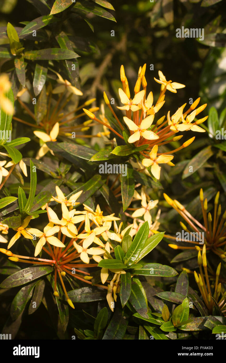 Duftenden gelben Blüten von der zarten malaysischen Strauch, Ixora odorata Stockfoto