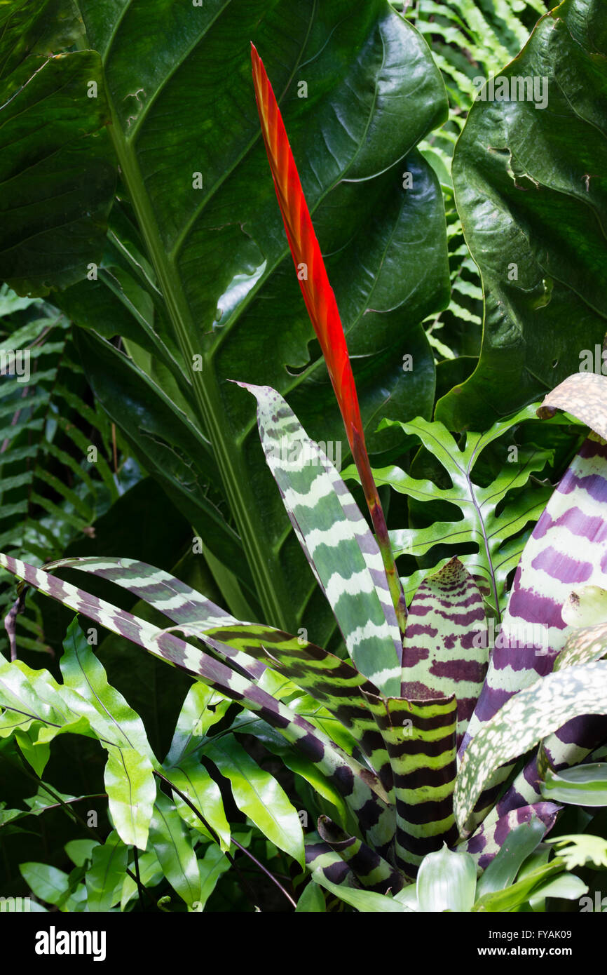 calathea nega Calathea Ornata main image 1