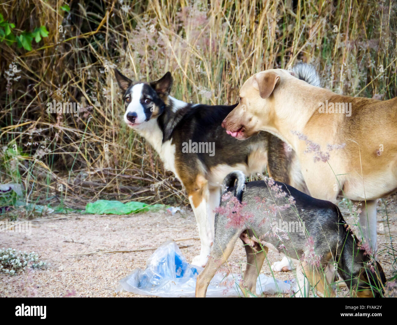 Eine Gruppe von streunenden Hund Essen Junk Food oder Essen Pellets aus Freundlichkeit Menschen, drei Farbe streunenden Hund erschrecken braunen Hund. JPG Stockfoto