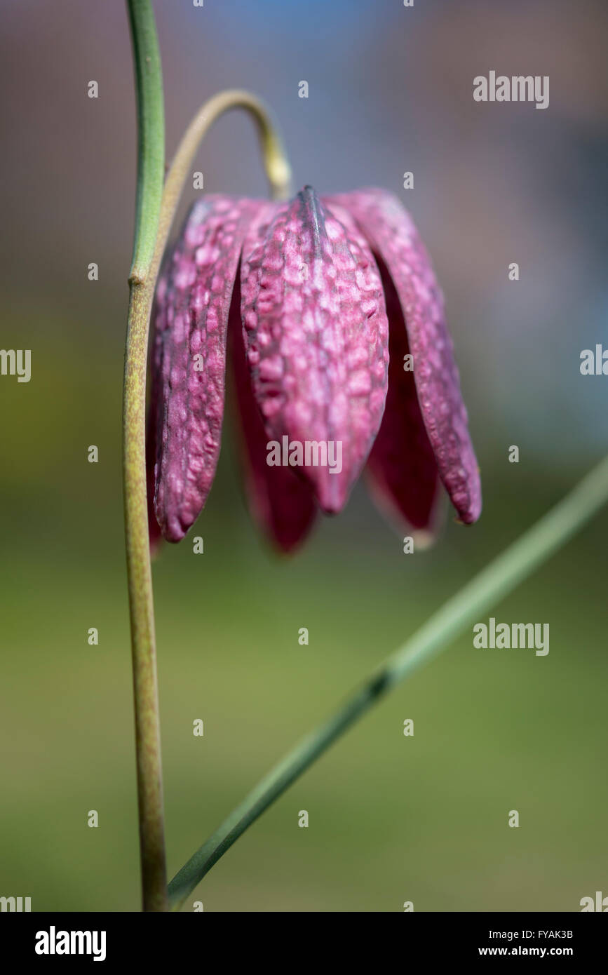 Die nickenden Blüte ein Schlangen Kopf Fritillary (Fritillaria Meleagris). Stockfoto