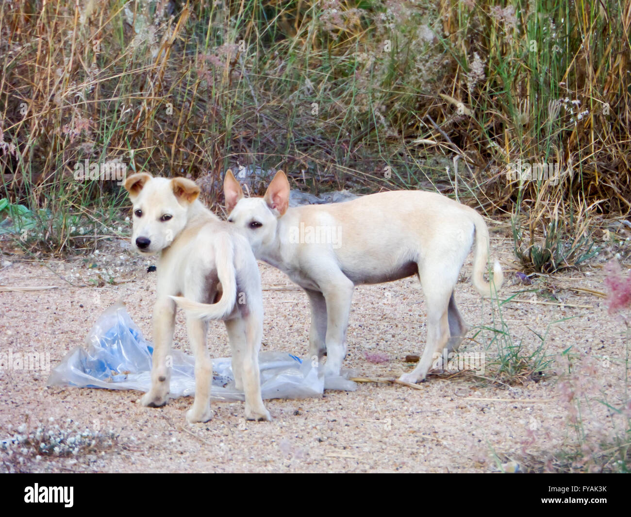 Zwei kleine weiße Srtray Hund aussehen Kamera seine Junk-Food oder Essen Pellets aus Freundlichkeit Menschen essen. Stockfoto