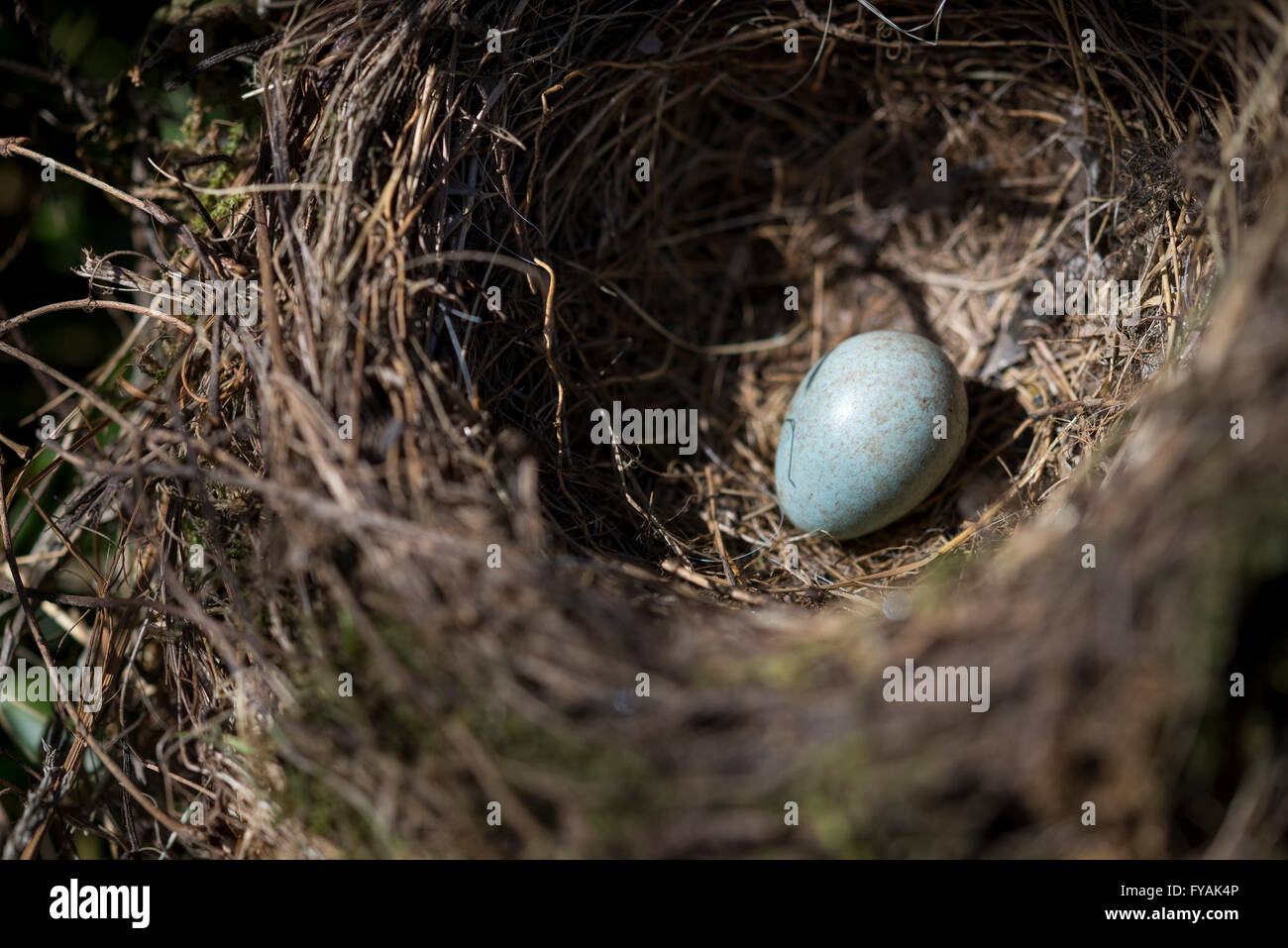 Nahaufnahme von einem Amsel Ei in einem Nest im Frühjahr. Stockfoto