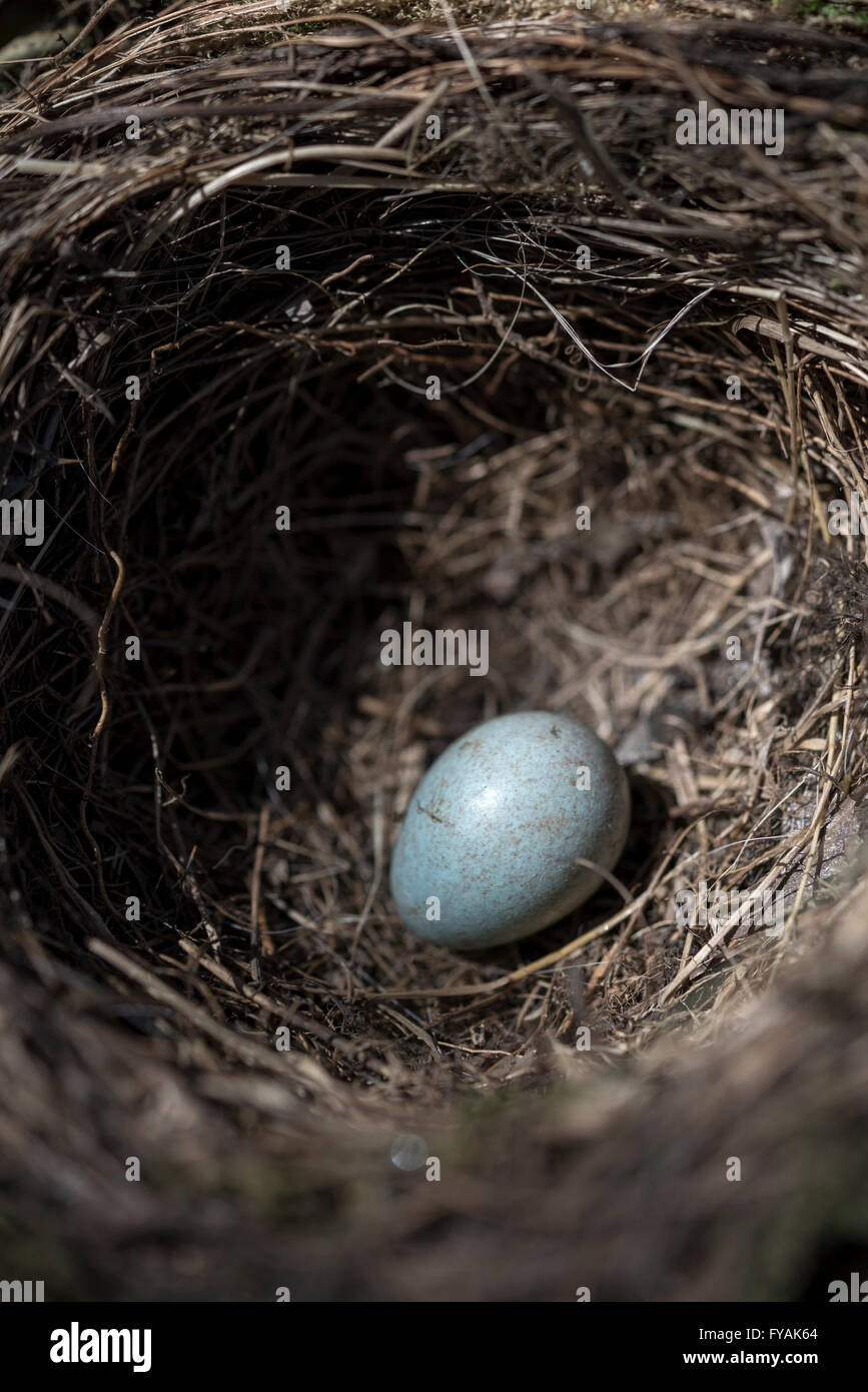 Nahaufnahme von einem Amsel Ei in einem Nest im Frühjahr. Stockfoto