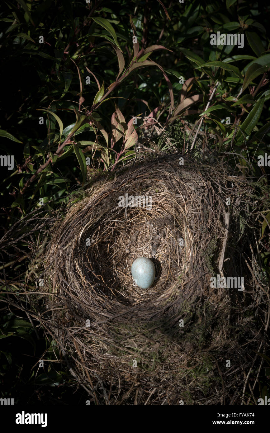 Nahaufnahme von einem Amsel Ei in einem Nest im Frühjahr. Stockfoto