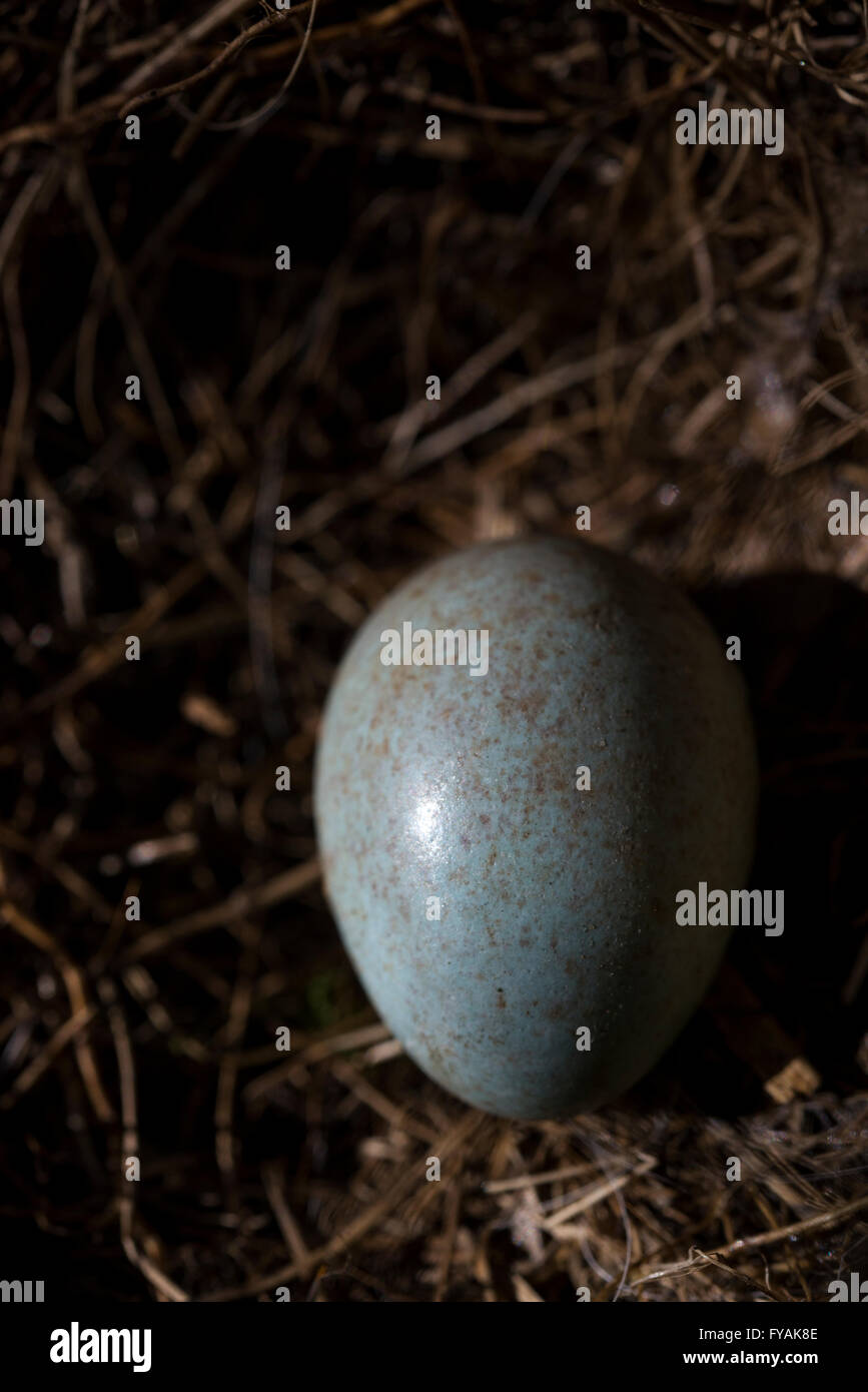 Nahaufnahme von einem Amsel Ei in einem Nest im Frühjahr. Stockfoto