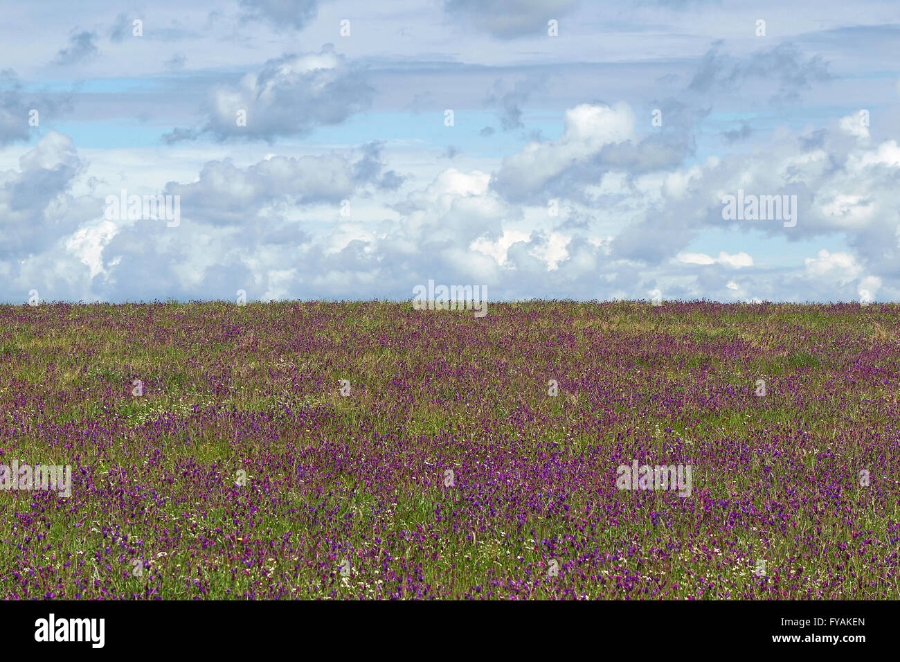 Schöne lila Blumenfeld in der Extremadure Region Spaniens Stockfoto