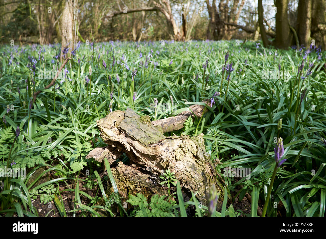 Ersten Glockenblumen (Hyacinthoides non-Scripta) von Frühjahr emerging bilden das Unterholz der Wälder Gebüsch. Bedfordshire, UK. Stockfoto