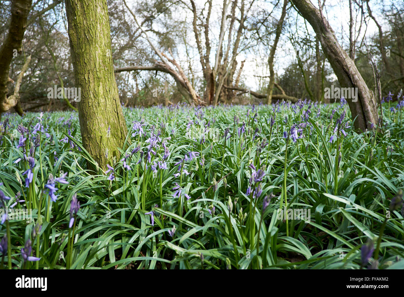 Ersten Glockenblumen (Hyacinthoides non-Scripta) von Frühjahr emerging bilden das Unterholz der Wälder Gebüsch. Bedfordshire, UK. Stockfoto