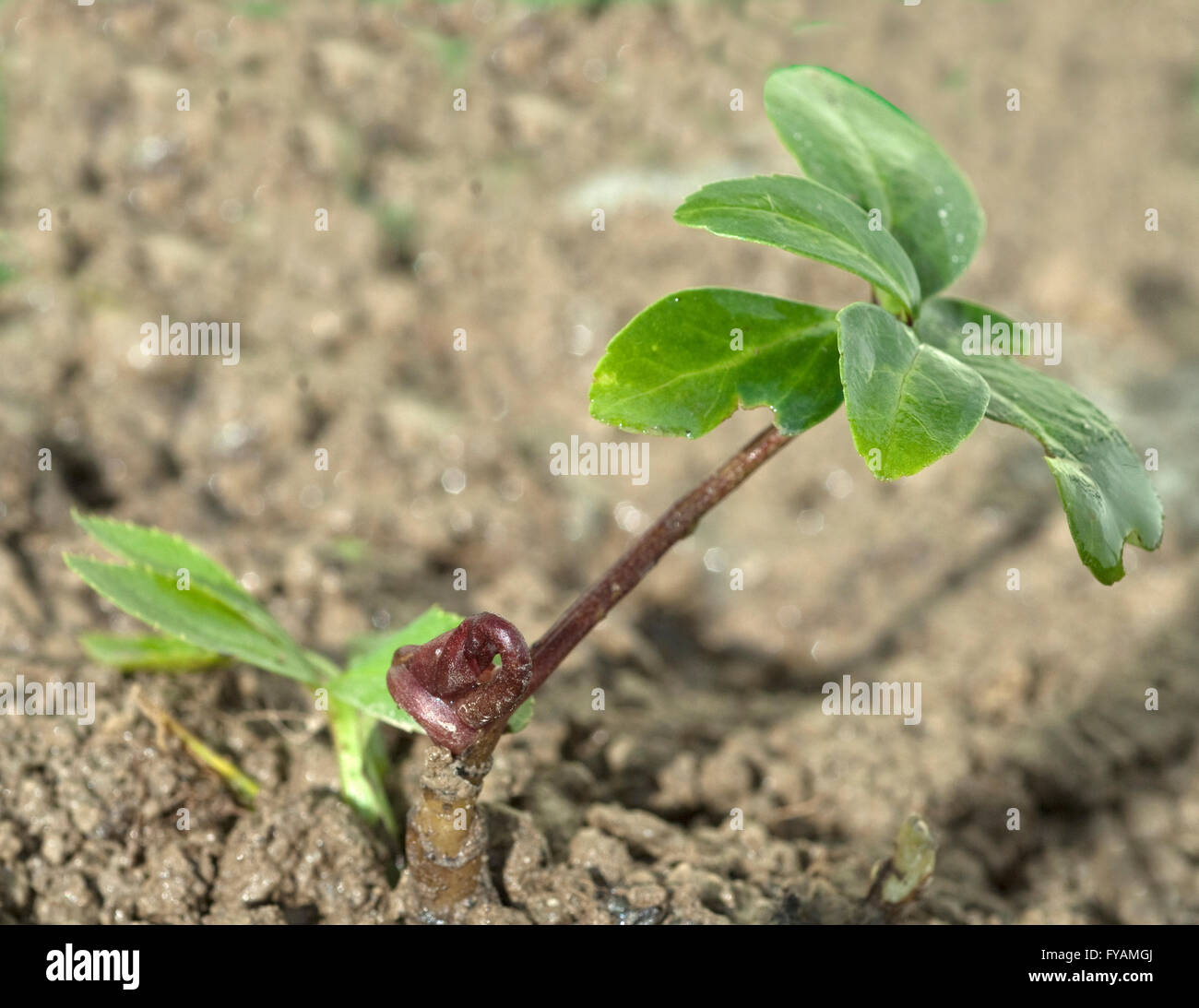 Sterben Sie Christrose Ist Eine Heilpflanze Und Arzneipflanze, Wildpflanze sterben Im Winter Weiss blueht Stockfoto