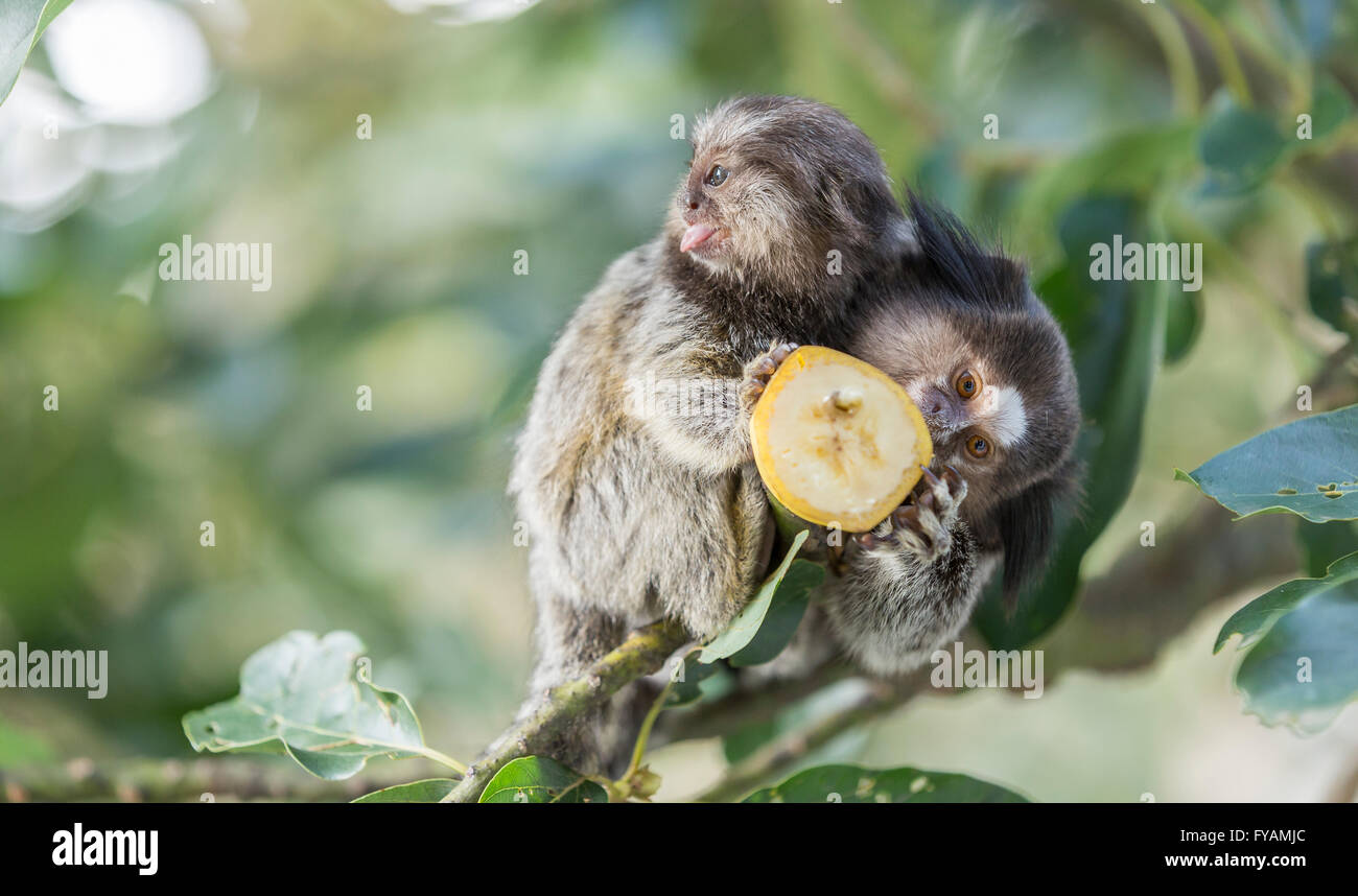 Mutter und Welpen Marmoset Affen Bananen essen Stockfoto