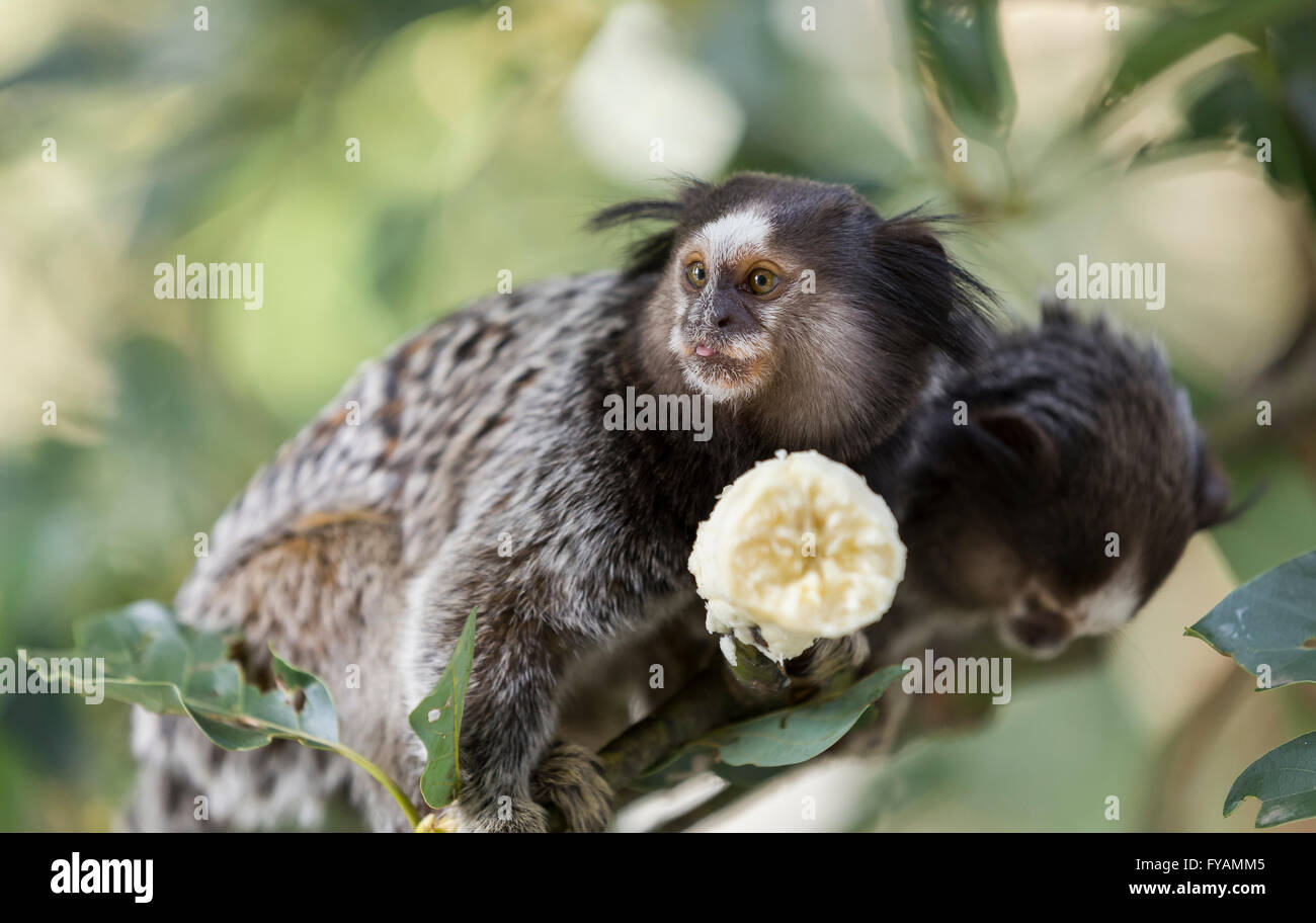 Zwei Marmoset Affen eine Banane essen Stockfoto