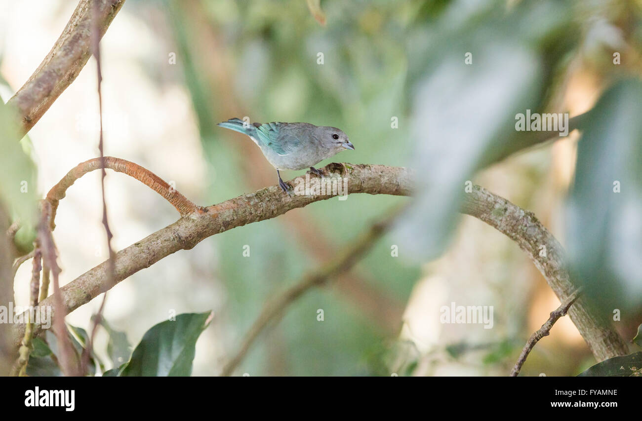 Blaue und graue Vogel auf einem Ast Stockfoto