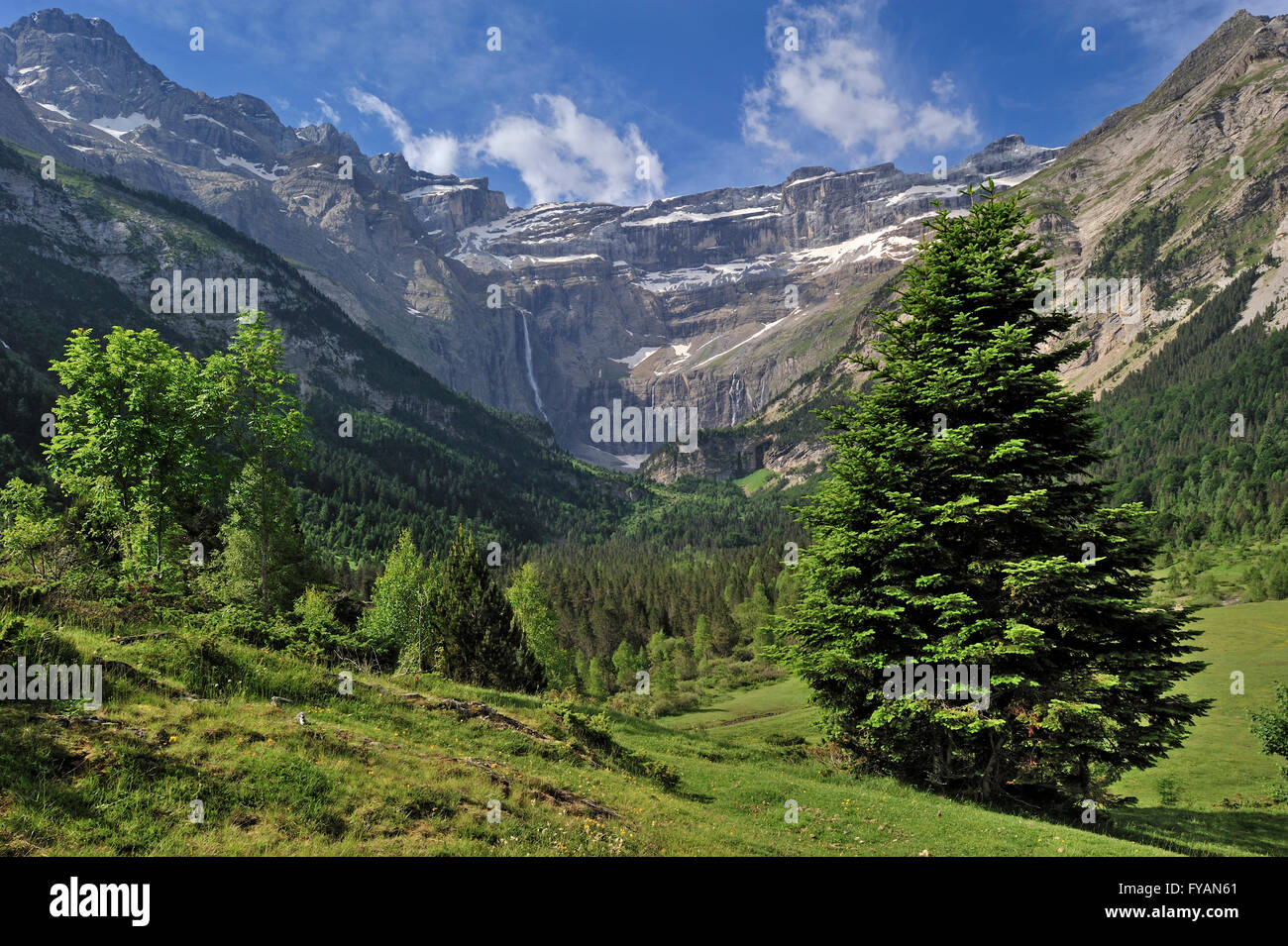 Latschenkiefer (Pinus Mugo) in der Cirque de Gavarnie und die Gavarnie-Fälle / Grande Cascade de Gavarnie, Midi-Pyrénées, Frankreich Stockfoto