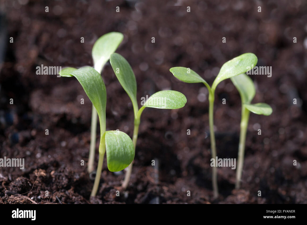 Sommeradonis; Adonis; Aestivalis; Keimling Stockfoto