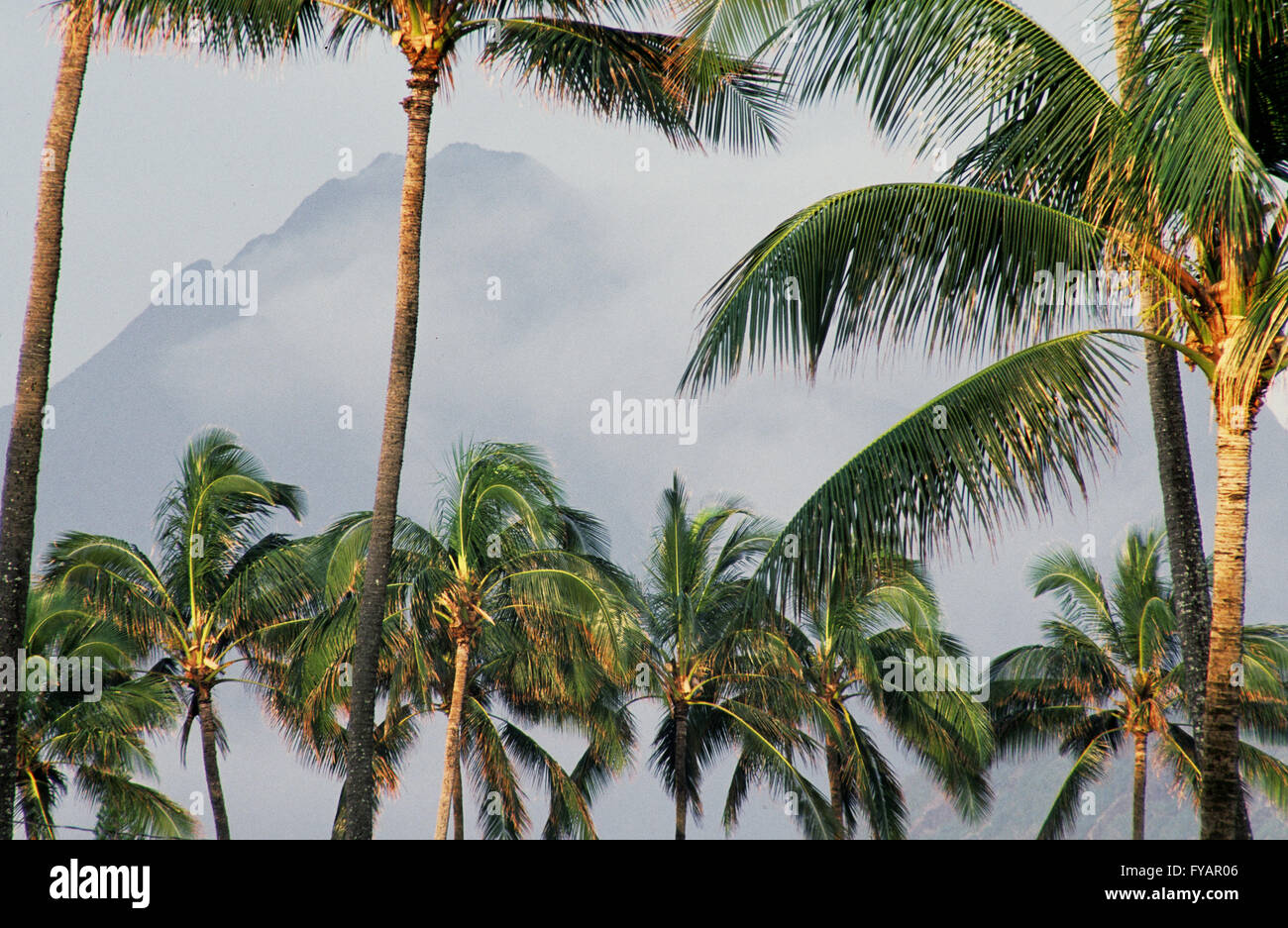 USA, Hawaii. Mid-Pacific, Insel Oahu, Palmen mit Bergen durch Morgennebel betrachtet Stockfoto