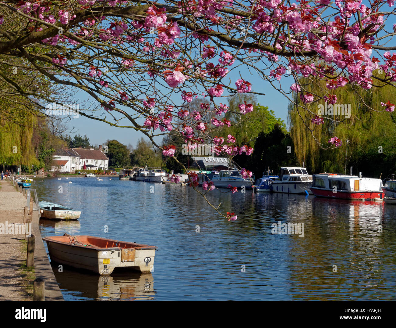 Die Norfolk Broads im Frühjahr bei Thorpe St Andrew, Nr Norwich, Norfolk, England Stockfoto