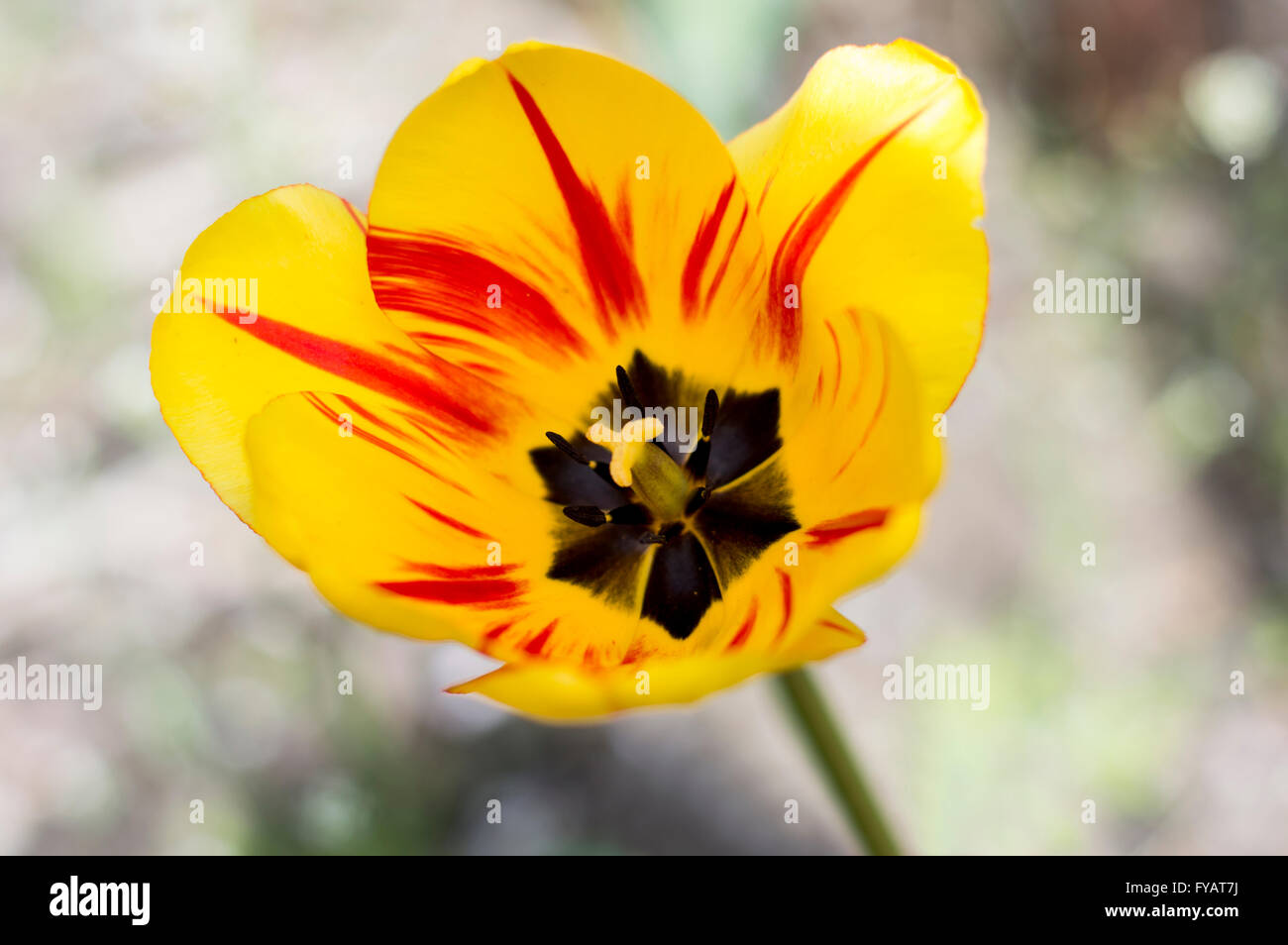 eine schöne gelbe Tulpe, Nahaufnahme Stockfoto