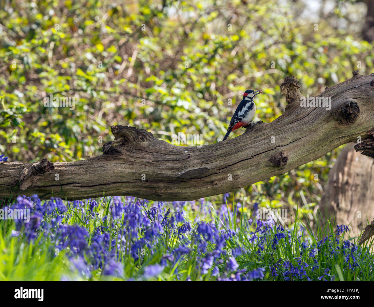 Großen Spotted Woodpecker (Dendrocopos großen) auf Nahrungssuche im natürlichen Wald Einstellung., umgeben von blauen Glocken Stockfoto