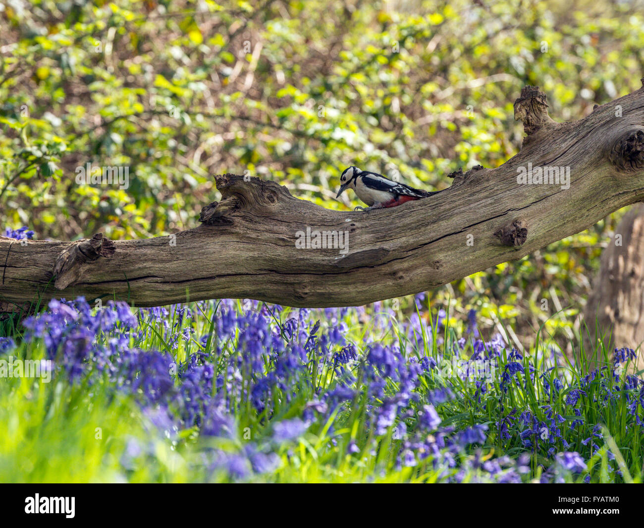 Großen Spotted Woodpecker (Dendrocopos großen) auf Nahrungssuche im natürlichen Wald Einstellung., umgeben von blauen Glocken Stockfoto