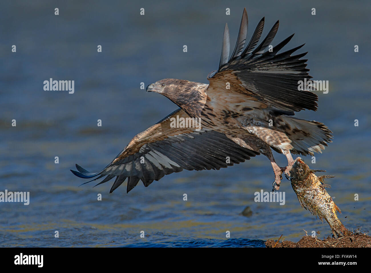 Diese juvenile Fischadler an der Talsperre Von Bach Windhoek Namibia fotografiert.  Bei einem Spaziergang rund um den Damm, ich habe um eine Kurve und Stockfoto