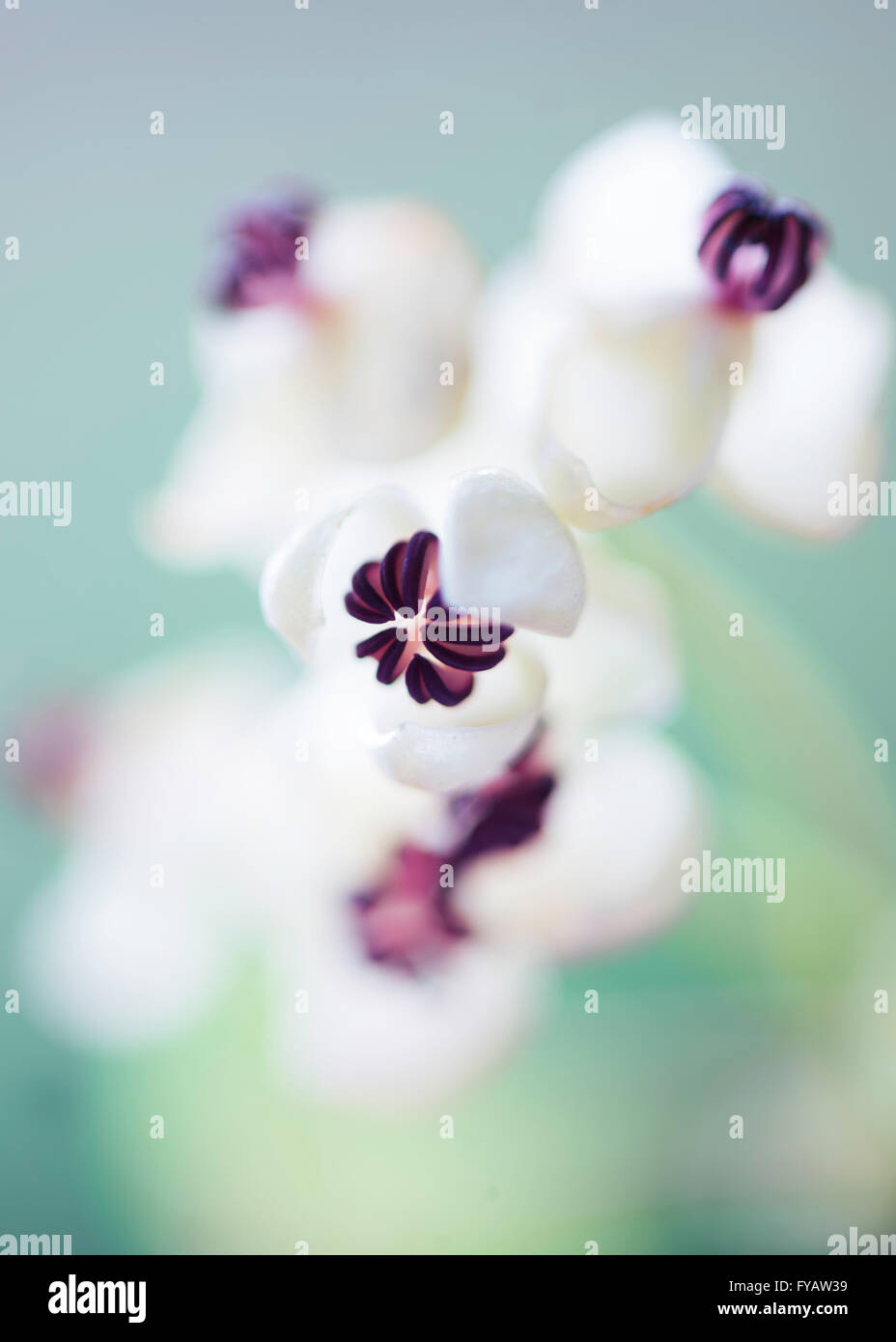 Akebia Quinata Shirobanata Blumen Makro weichen blauen grünen Hintergrund Stockfoto