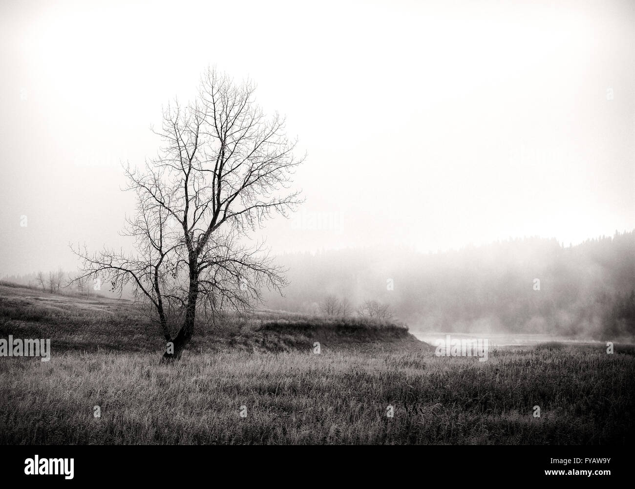 Monochromes Bild eines einzigen Baumes in einem Feld mit einem nebligen Hintergrund und Nebel steigt aus dem Wasser in der Nähe von Calgary, Alberta. Stockfoto