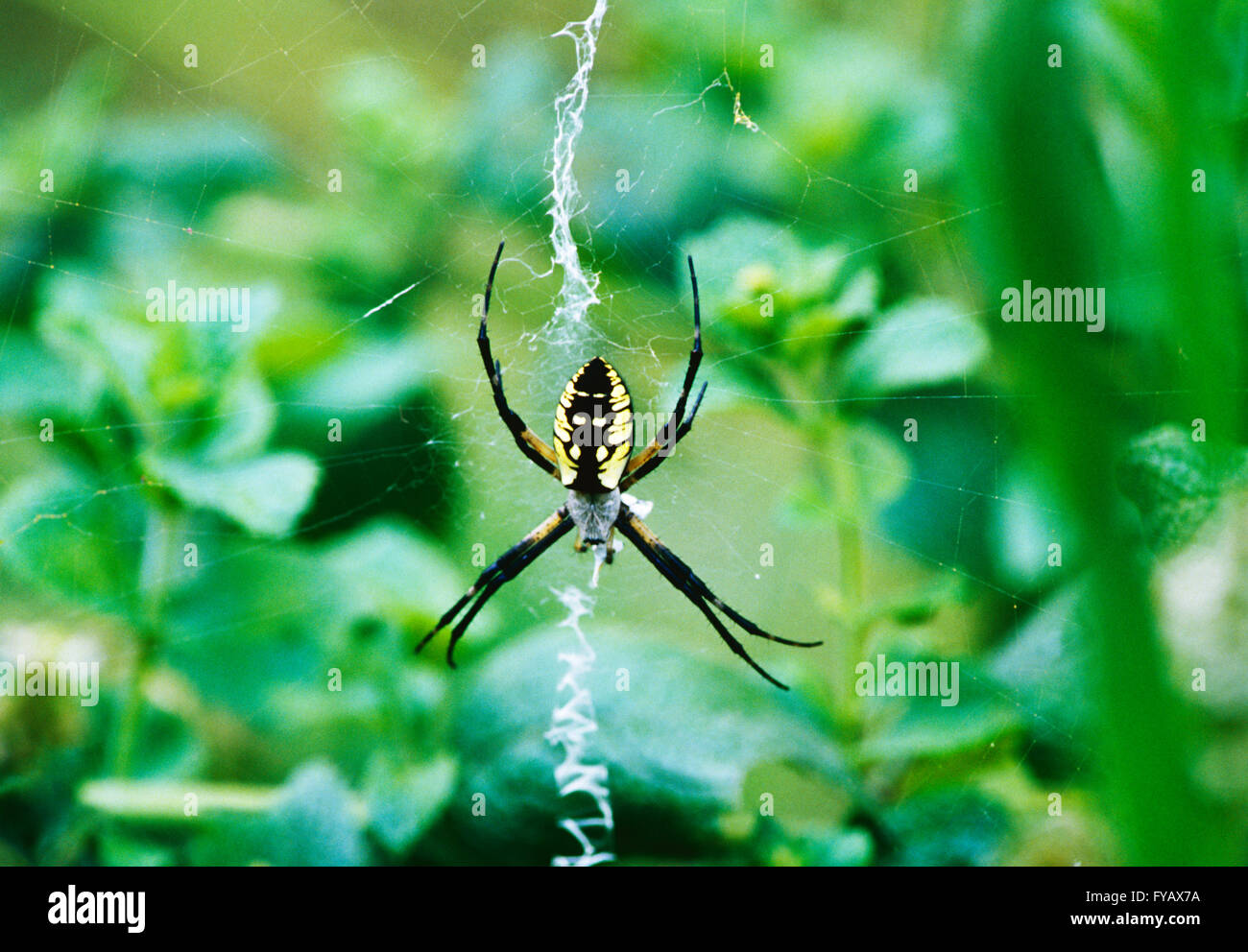 Schwarz und gelb Kreuzspinne Spinnen Netz; Argiope aurantia Stockfoto