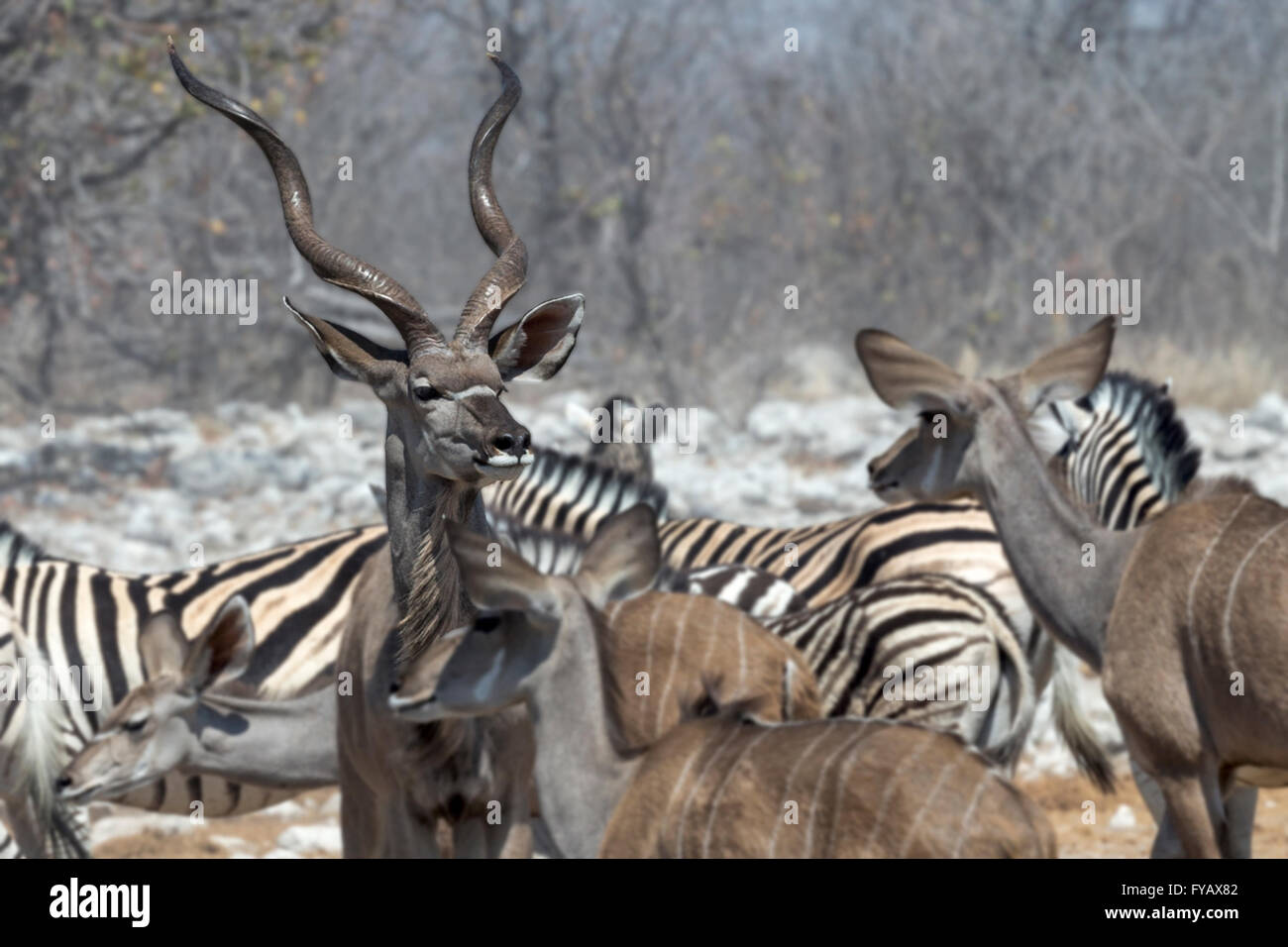 Szenen um Wasserloch, Kudu mit Männchen und Weibchen, Zebra der Ebene, Burchell's Race, Etosha National Park, Namibia Stockfoto