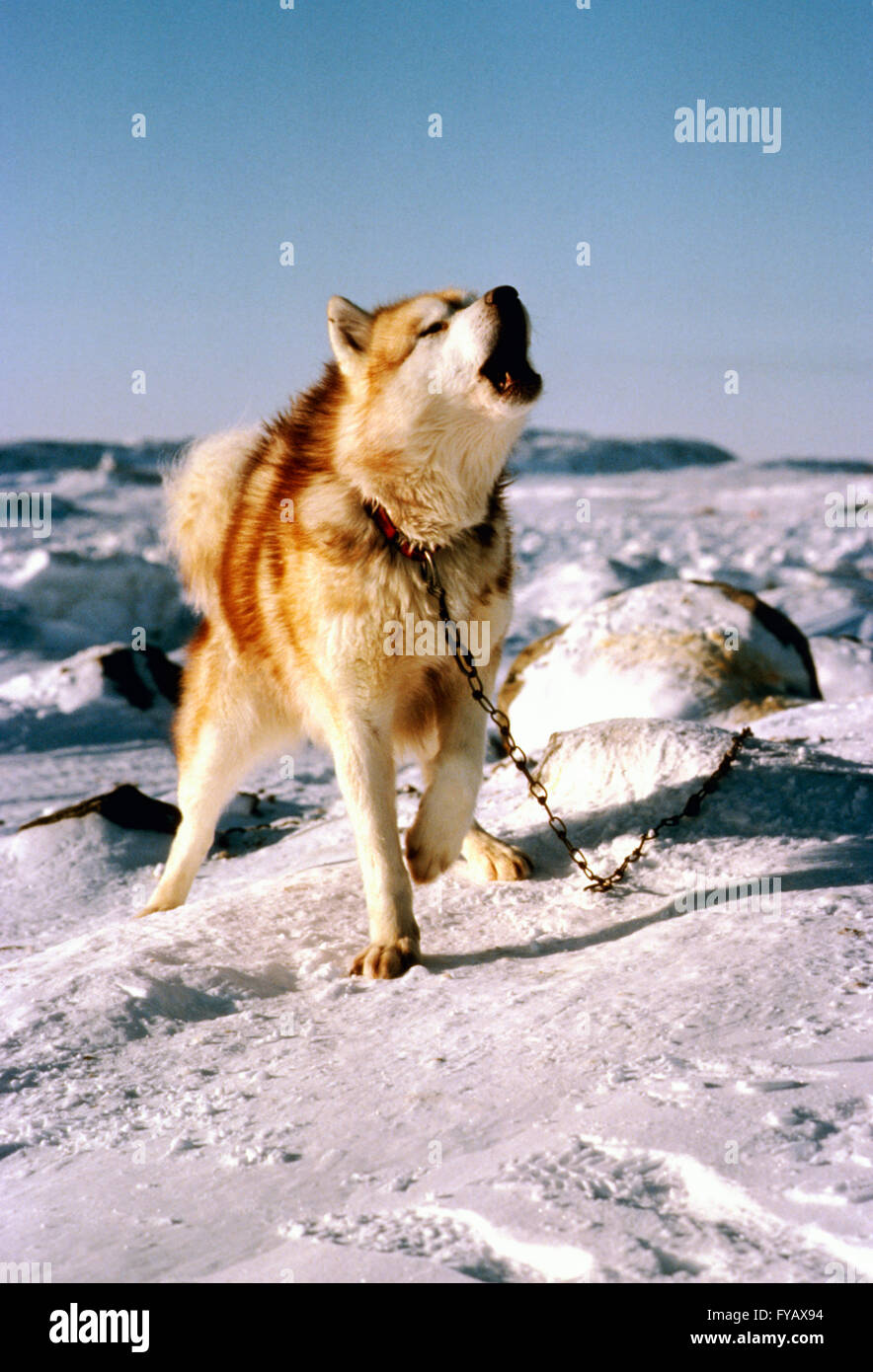 Heulende Schlittenhunde kanadischen Inuit (Eskimo) Stockfoto