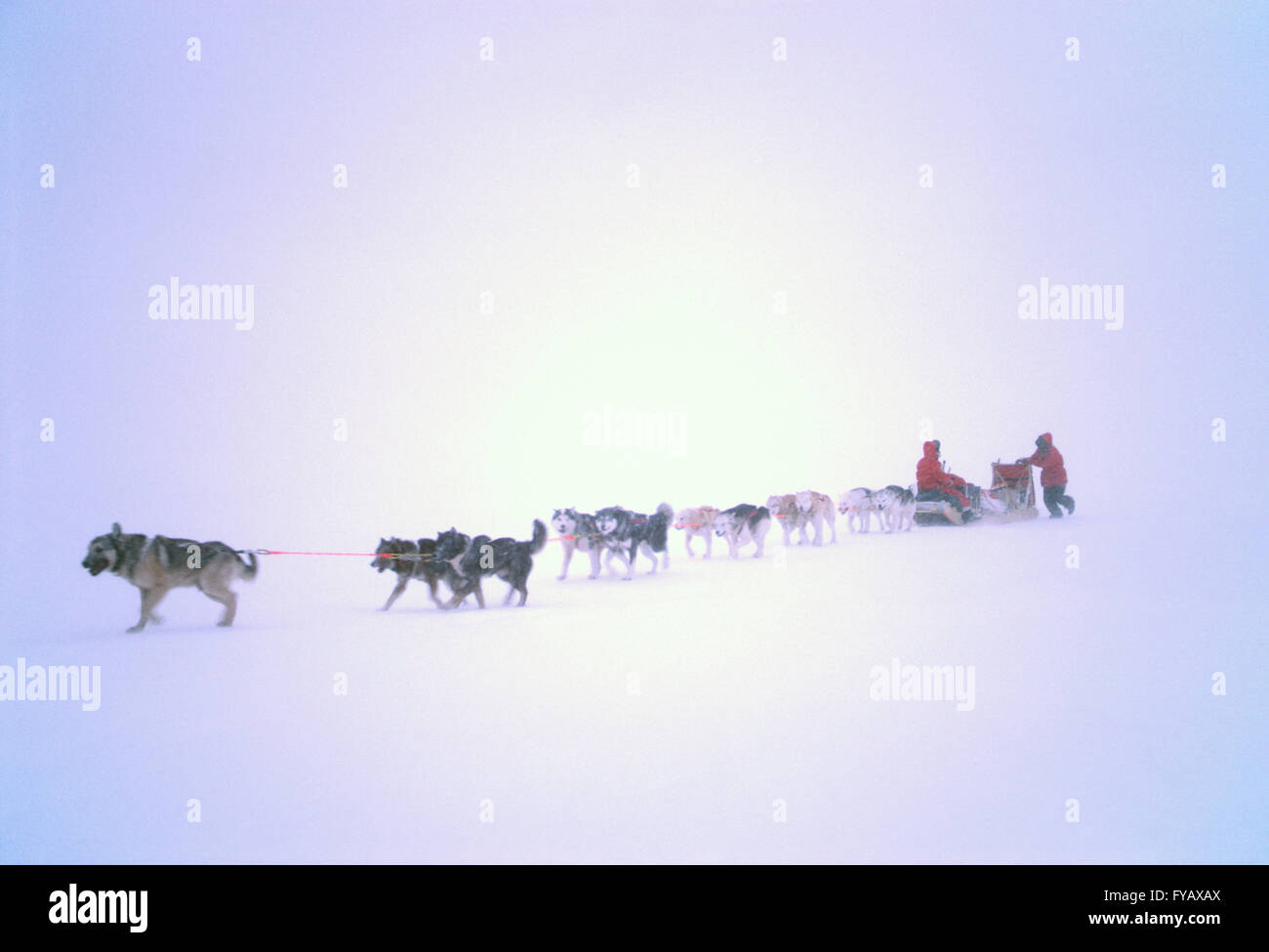 Musher und Hundeschlitten Team bei Blizzard Bedingungen; Kanadische Arktis Stockfoto