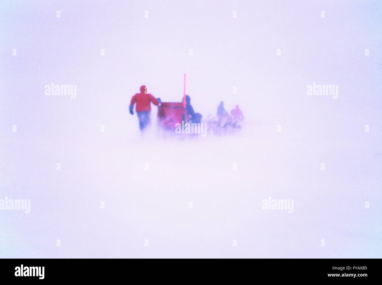 Musher und Hundeschlitten Team bei Blizzard Bedingungen; Kanadische Arktis Stockfoto