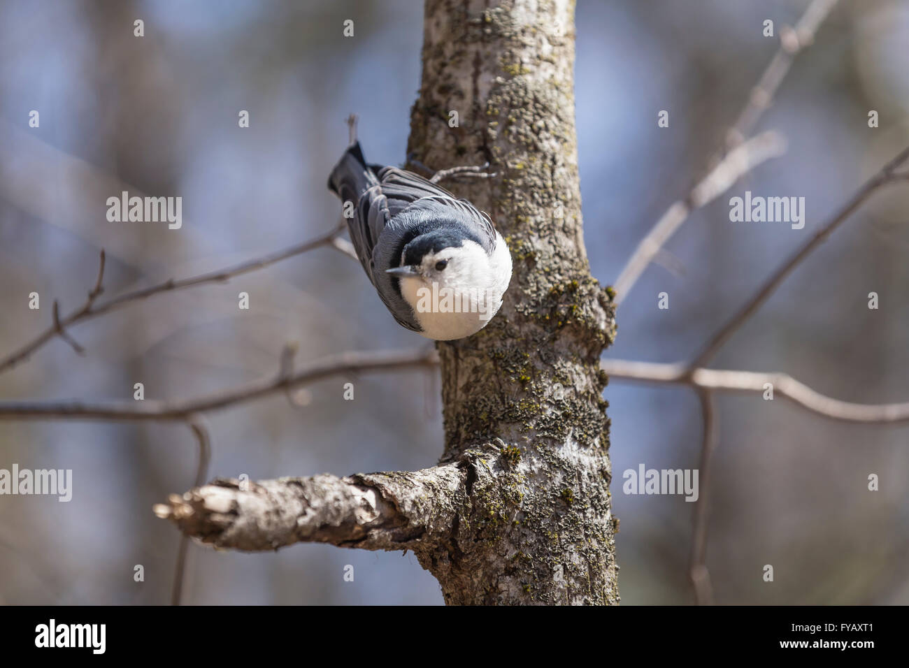 Ein einsamer Kleiber auf einem Baum Stockfoto
