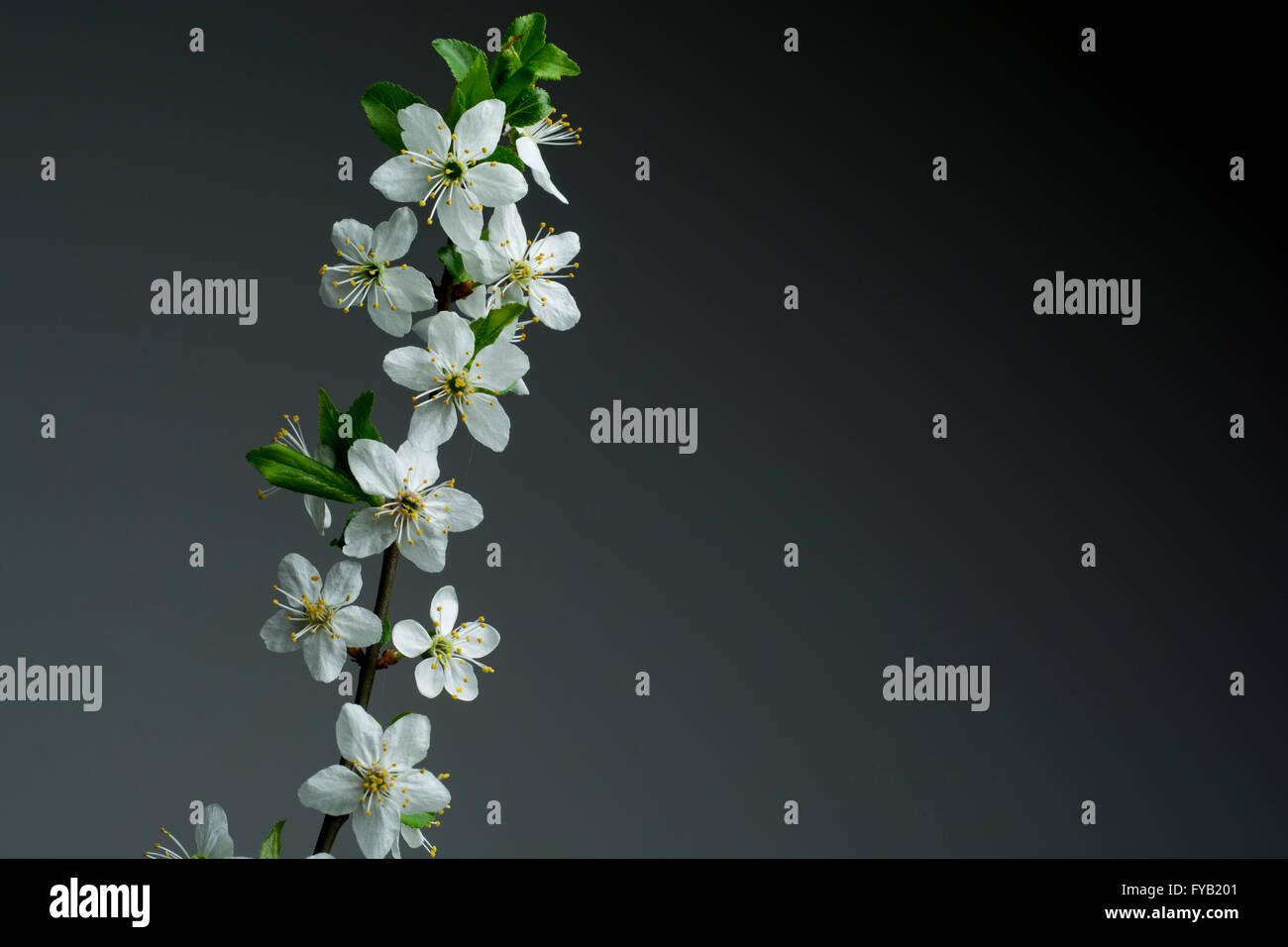 schönen Frühling blühen auf dunklem Hintergrund. Studio gedreht Stockfoto