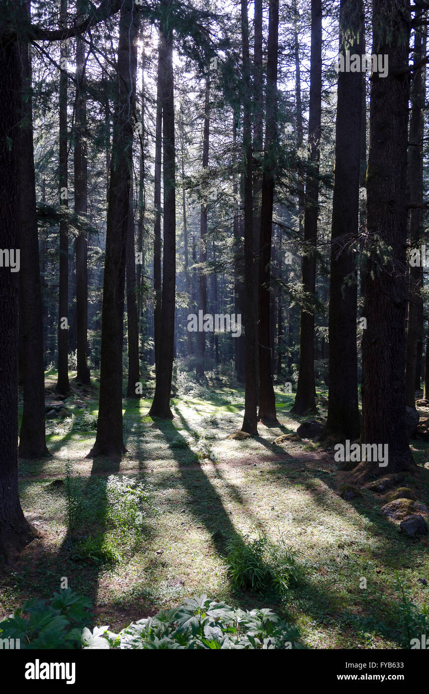 Pinienwald, Manali, Himachal Pradesh, Indien. Stockfoto