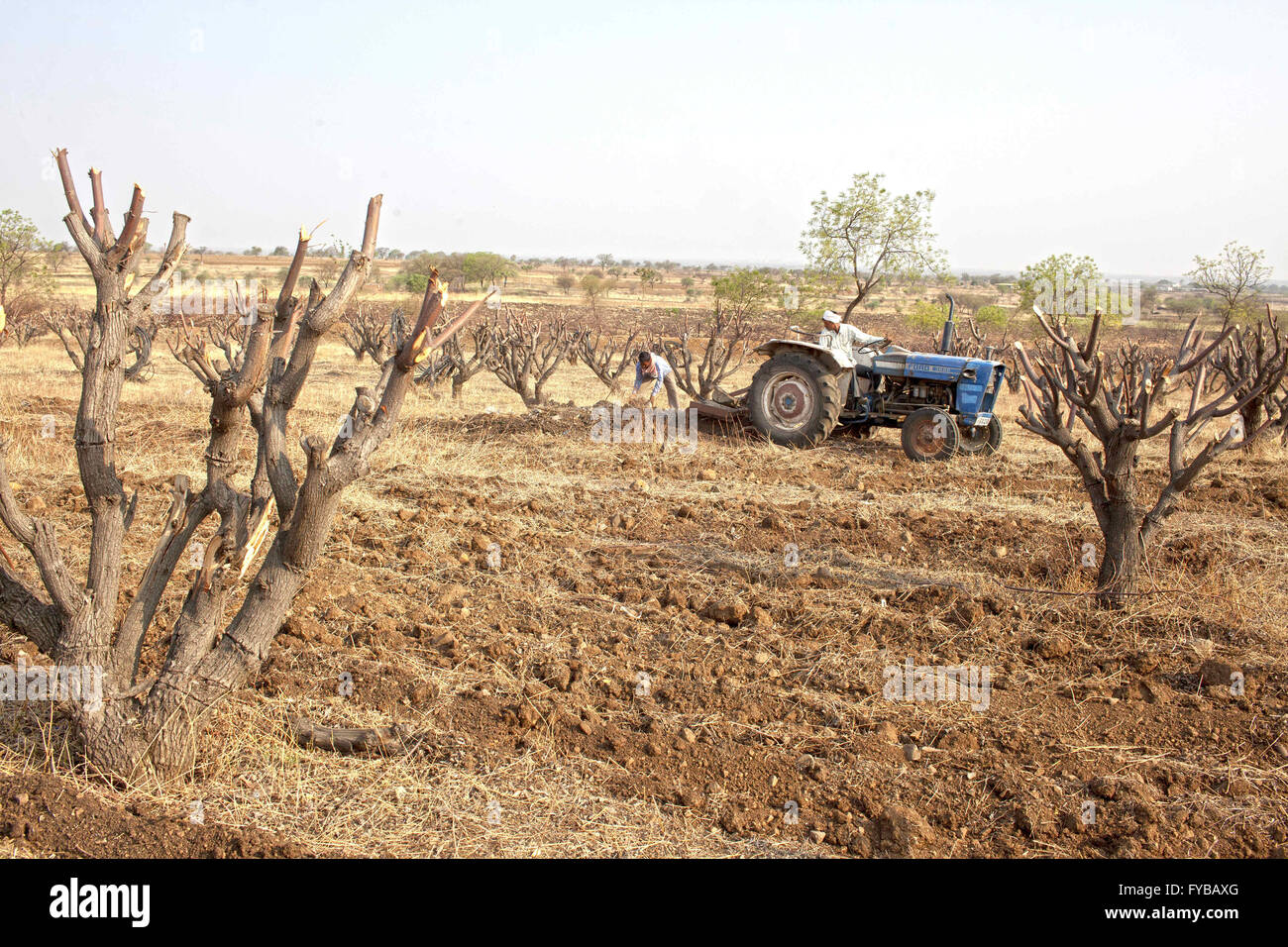 Latur, Maharashtra. 21. April 2016. 21. April 2016 - Latur - Indien. Ein Bauer bei der Arbeit in seiner Farm bei Latur. © Subhash Sharma/ZUMA Draht/Alamy Live-Nachrichten Stockfoto