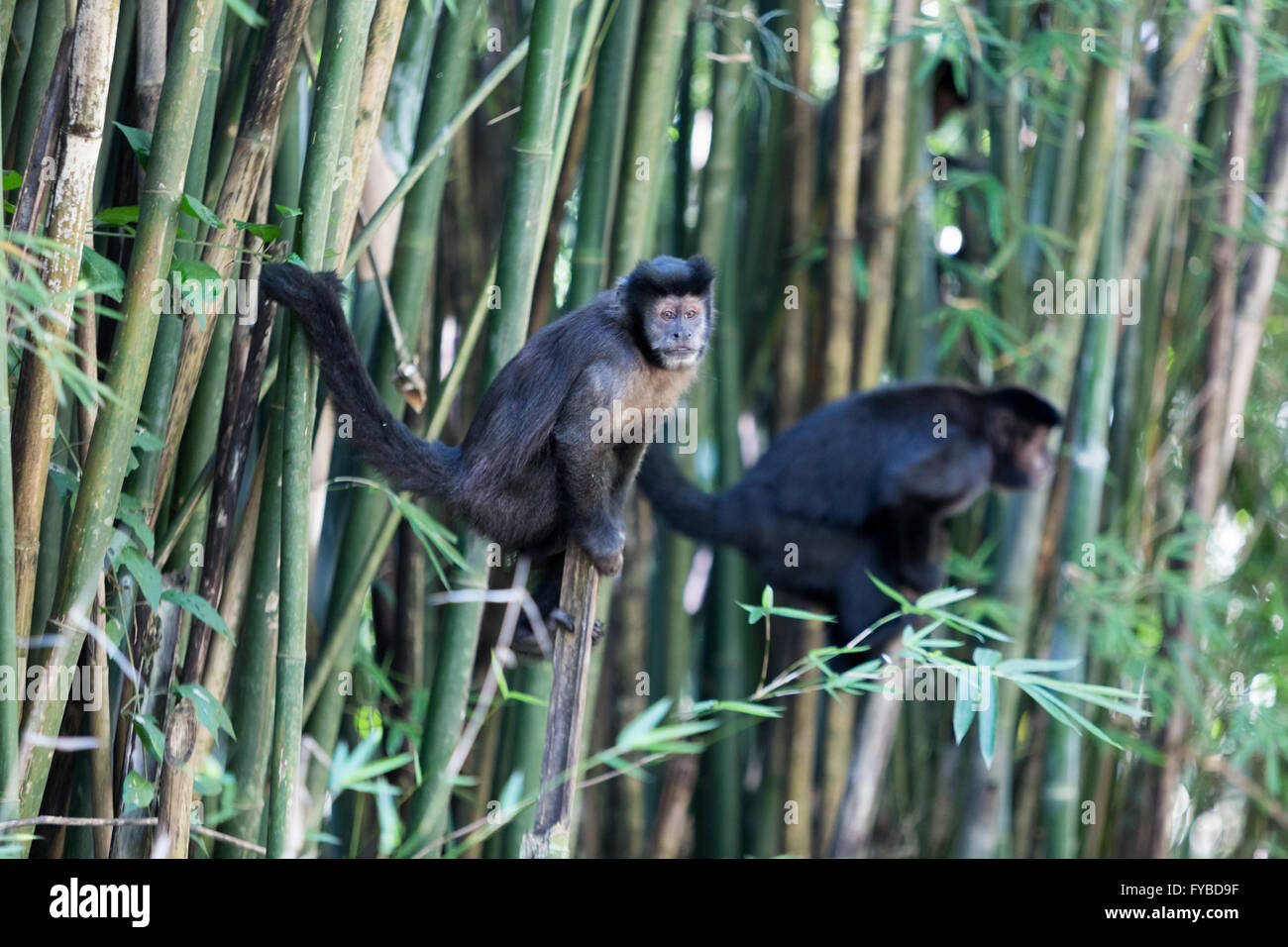 Sao Paulo, Brasilien. 24. April 2016. Zwei schwarzen Hörnern, Kapuziner (Sapajus nigritus), auch bekannt als Schwarze Kapuziner, Crested schwarze Kapuziner, 'Macaco - prego, Mico' auf Bambus ist während dieser sonnigen Tag im Parque Estadual da Cantareira (Cantareira State Park), Sao Paulo, Brasilien gesehen. Credit: Andre M. Chang/ARDUOPRESS/Alamy leben Nachrichten Stockfoto