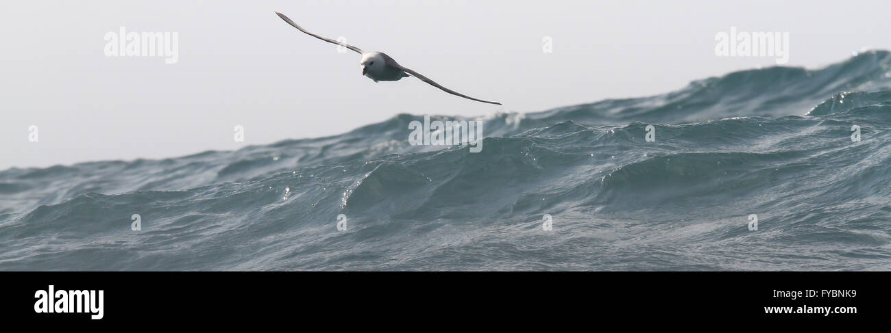 Fulmar im Flug über Wellen Stockfoto