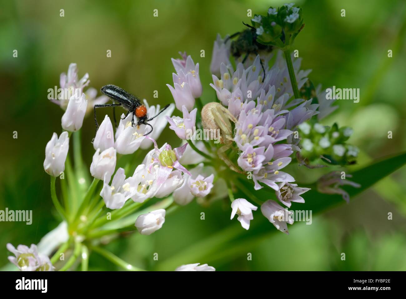 Allium spp.with Krabbenspinne Stockfoto