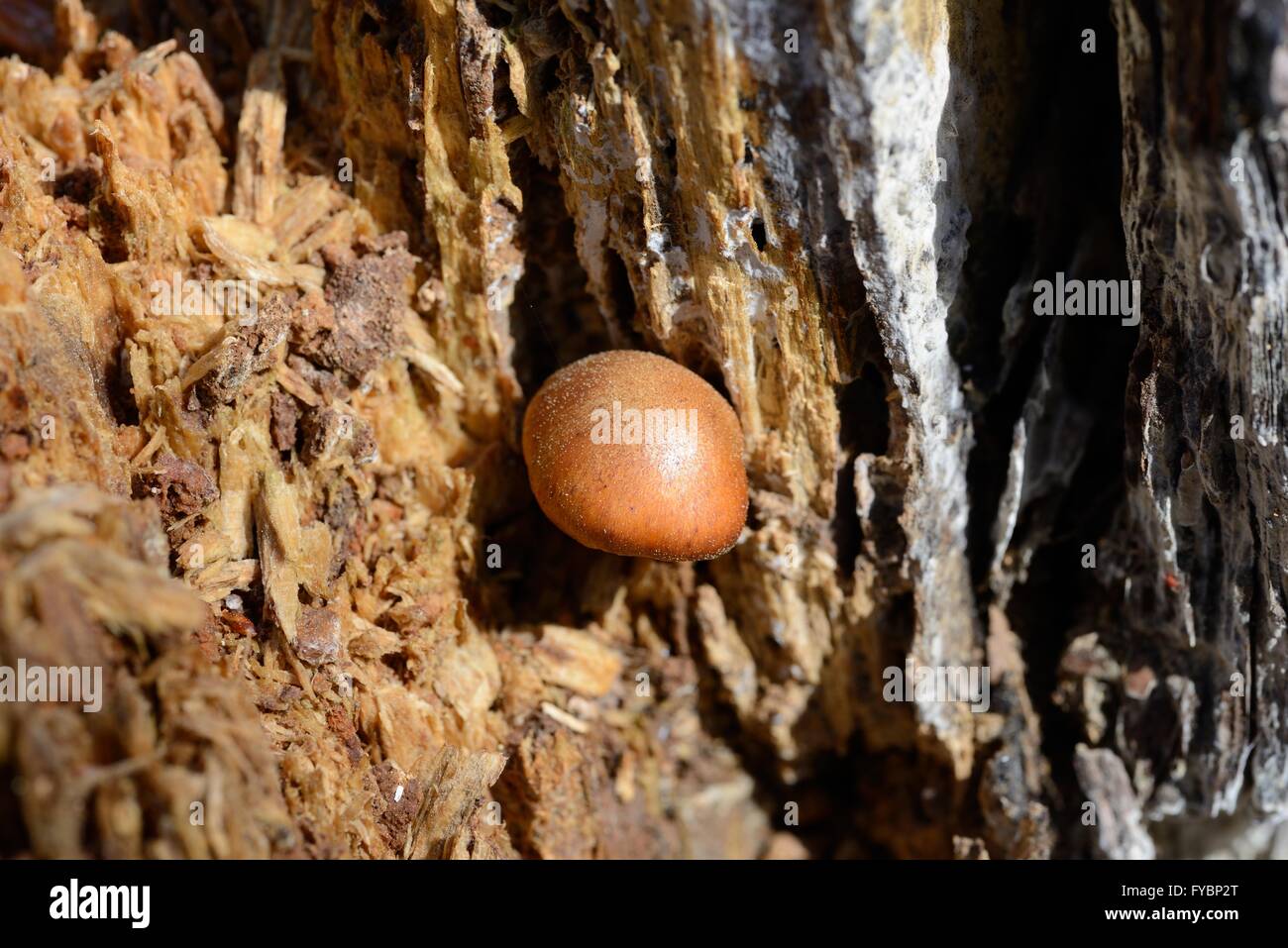 Orange-Pilz auf Baumstamm Stockfoto