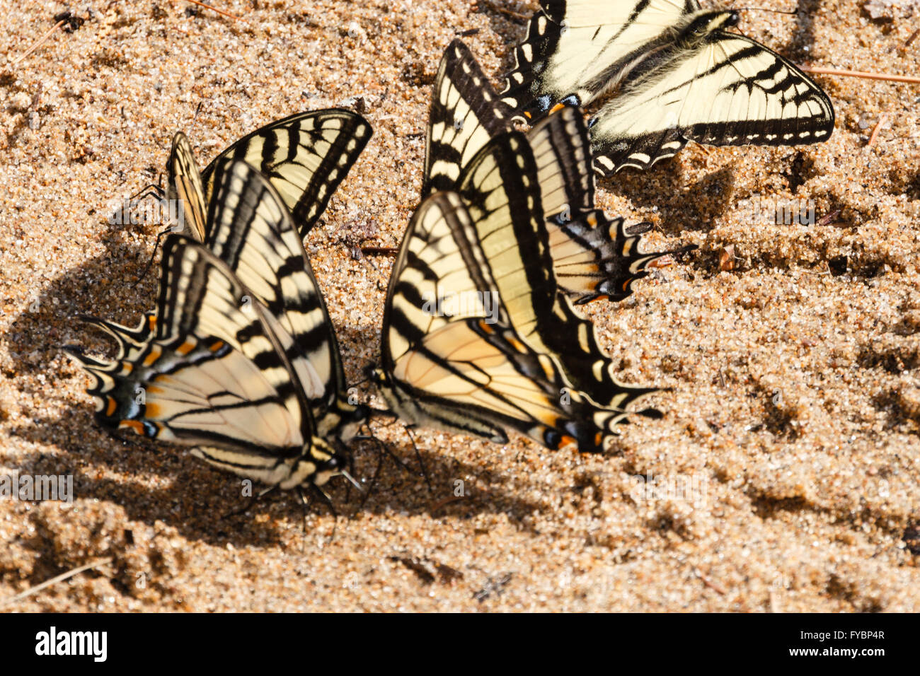 Einige durstig kanadischen Tiger Schwalbenschwanz Schmetterlinge Trinkwasser aus dem nassen Sand am Ufer eines Sees Stockfoto