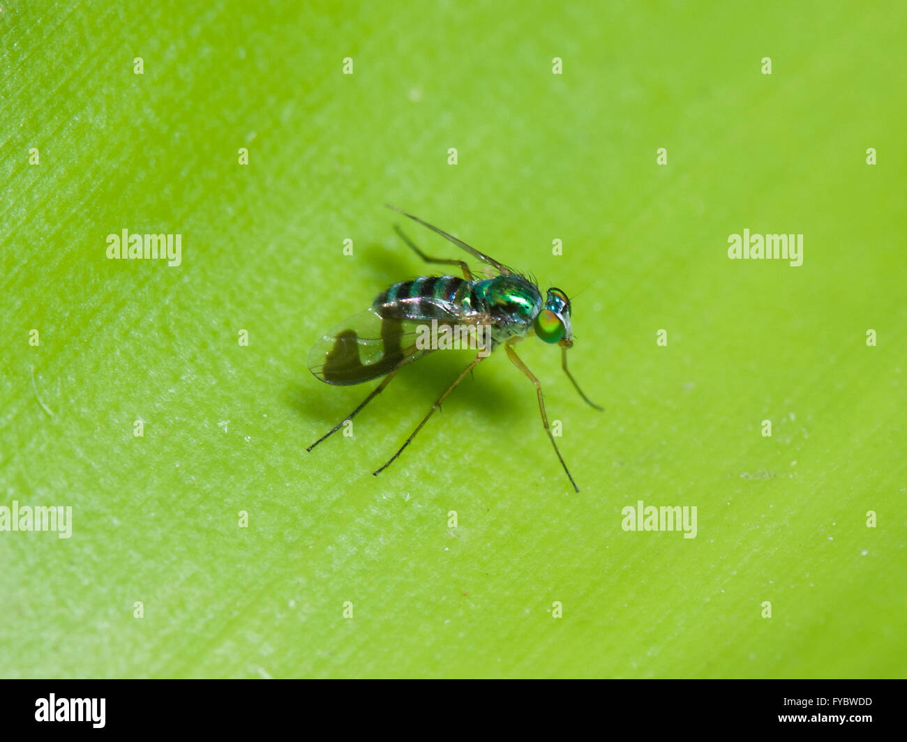 Grüne langen Beinen Fly (Austrosciapus Connexus), New-South.Wales, Australien Stockfoto