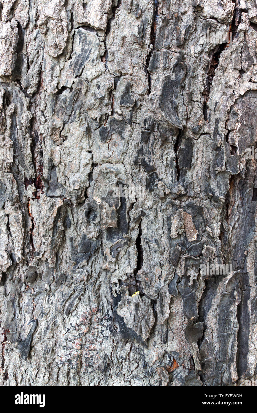 schöne Textur auf Peel Baum Braun in der Natur Stockfoto
