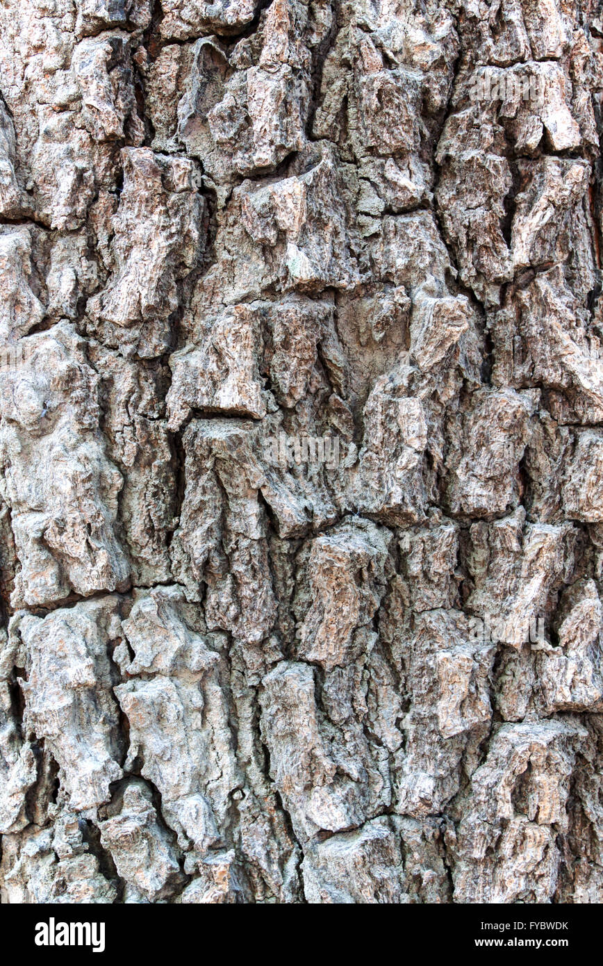 schöne Textur auf Peel Baum Braun in der Natur Stockfoto
