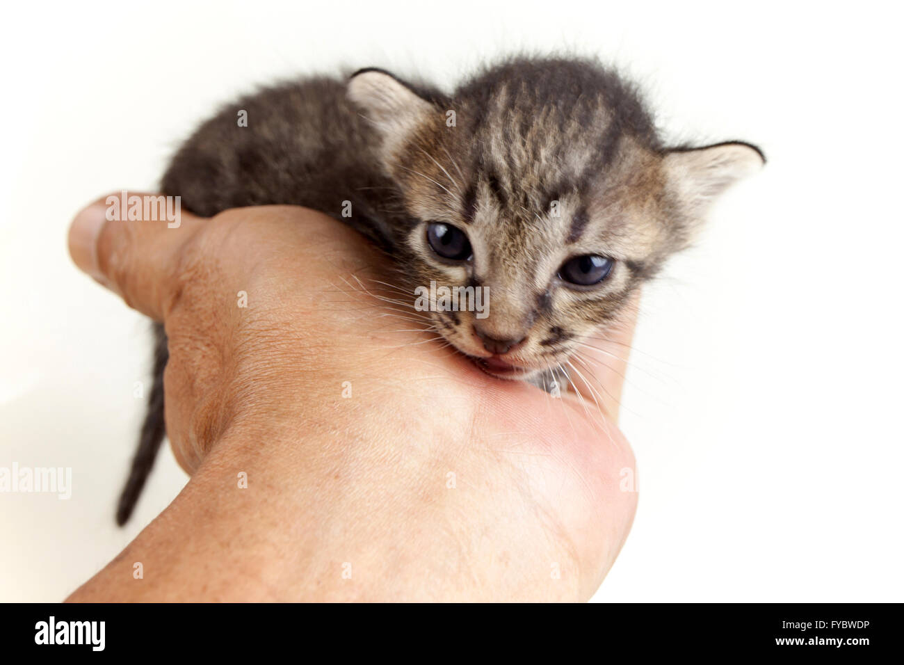 menschliche Hand sanft halten Gesicht liebenswert Neugeborenen braun Tabby Kitten auf weißem Hintergrund Stockfoto