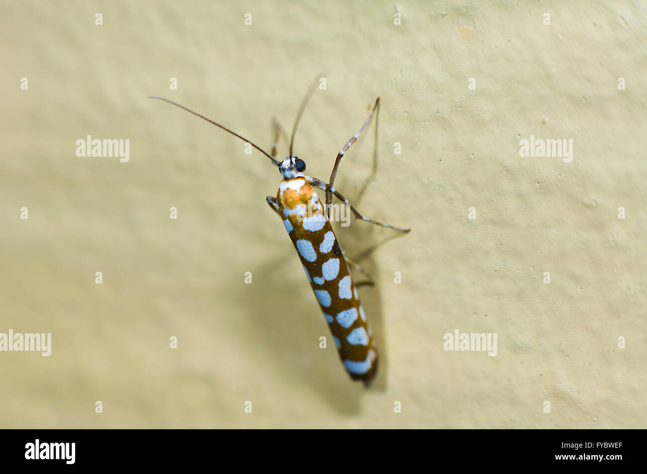 Hermelin Moth (Gespinstmotte), Nord-Queensland, Australien Stockfoto