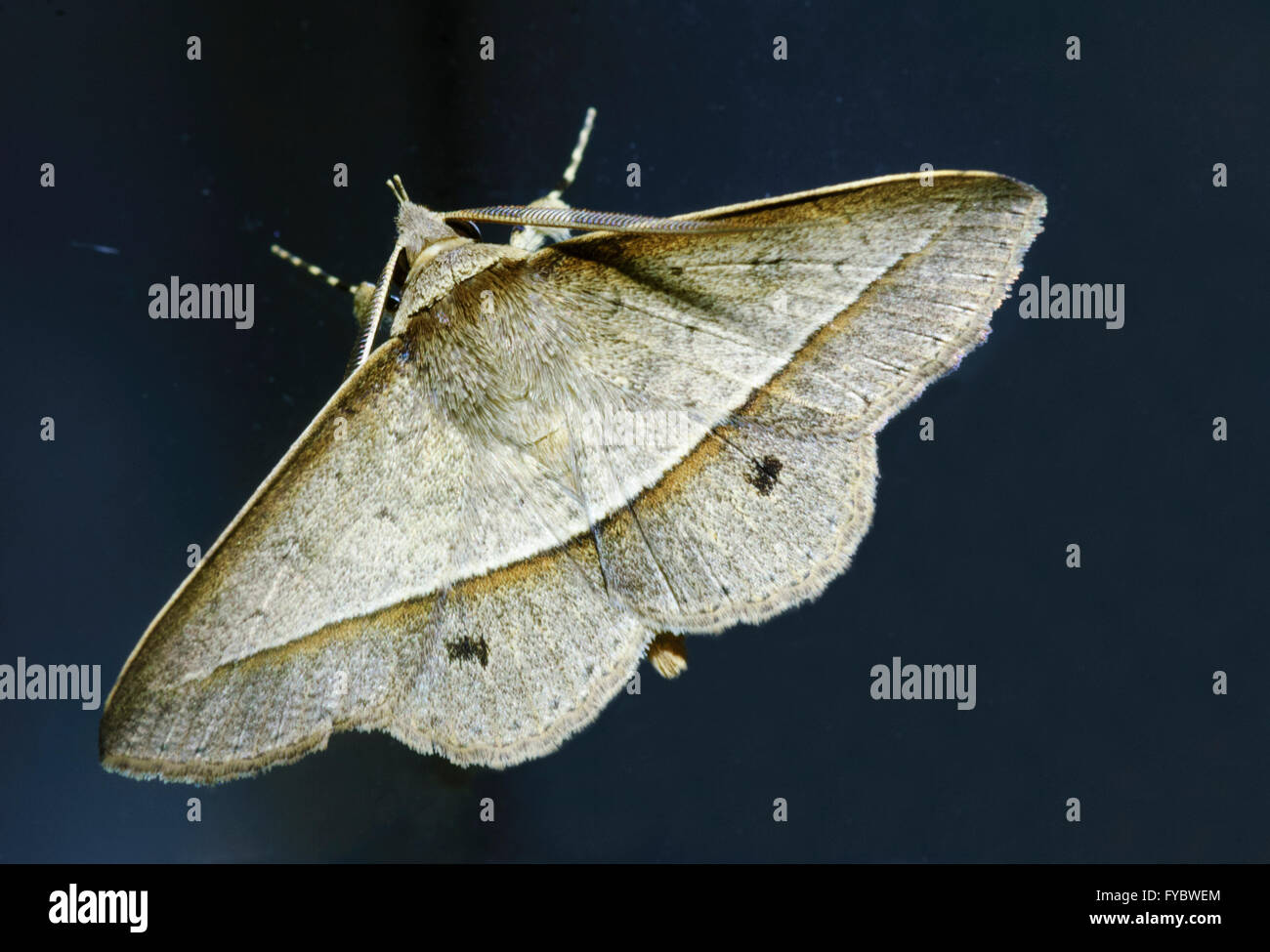 Hypospila creberrima Moth, Far North Queensland, Australien Stockfoto