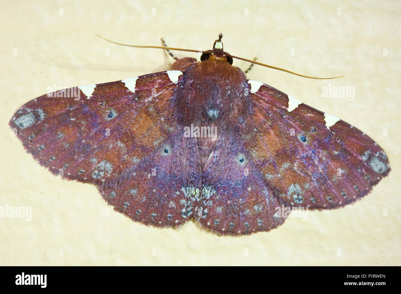 Saroba trimaculata Moth, Far North Queensland, Australien Stockfoto